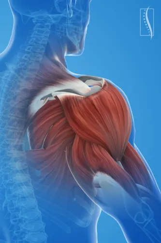 Anabolism and Catabolism: The Body's Delicate Balance